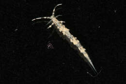 Image of Facelina Alder & Hancock 1855