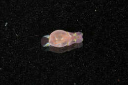 Image of Haminoea Turton & Kingston