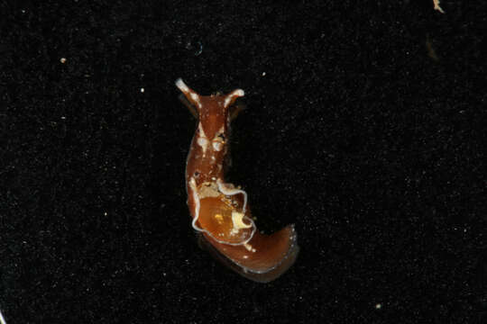 Image of Dwarf sea hare