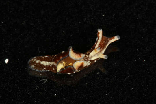 Image of Dwarf sea hare