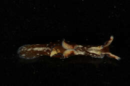Image of Dwarf sea hare