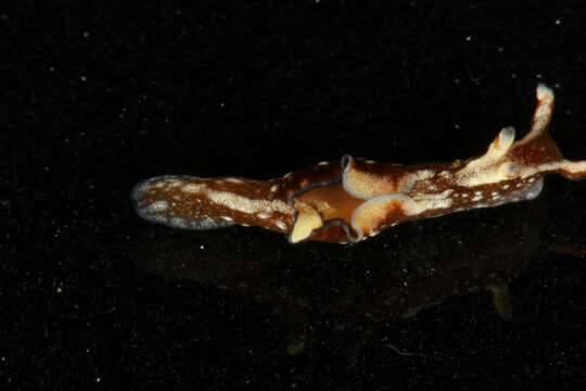 Image of Dwarf sea hare