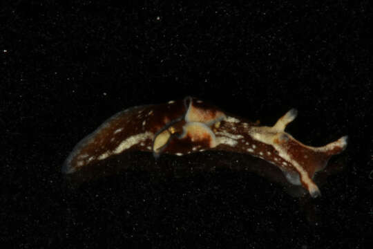 Image of Dwarf sea hare