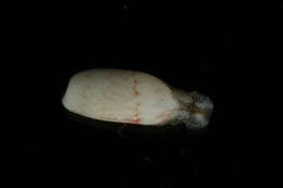 Image of Mnestia villica (Gould 1859)