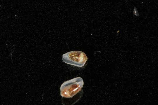 Image of margin snails