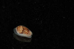 Image of margin snails