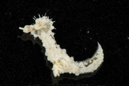 Image of Polycera Cuvier 1816