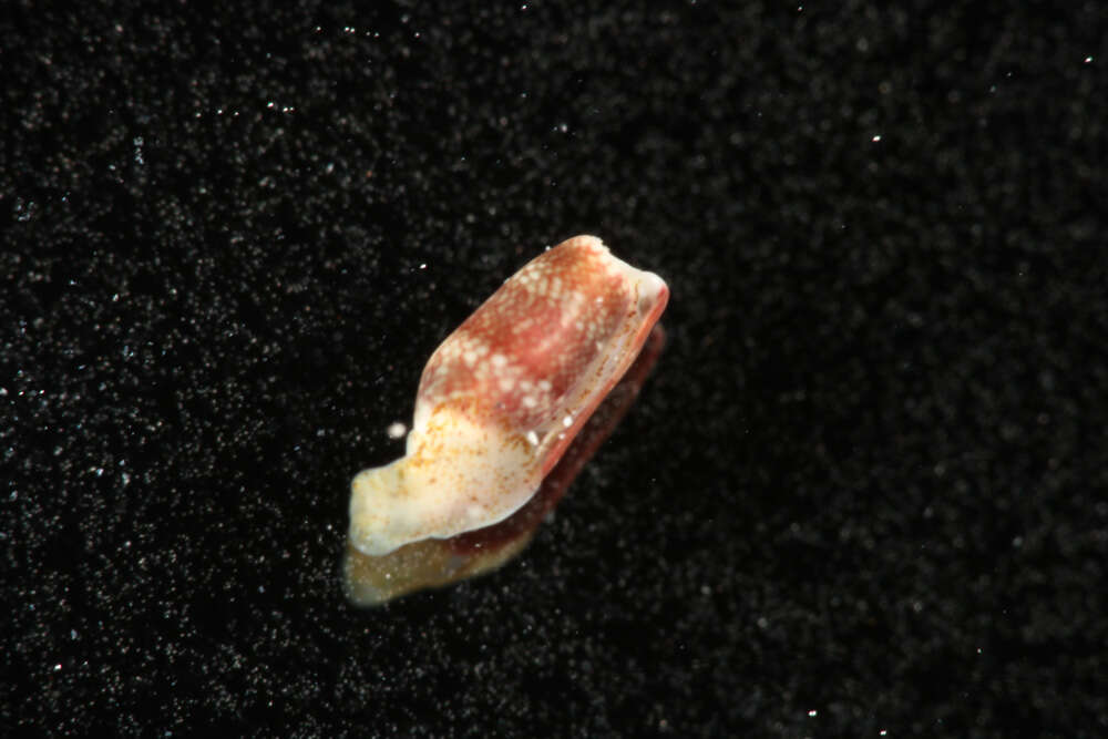 Image of Mnestiidae Oskars, Bouchet & Malaquias 2015