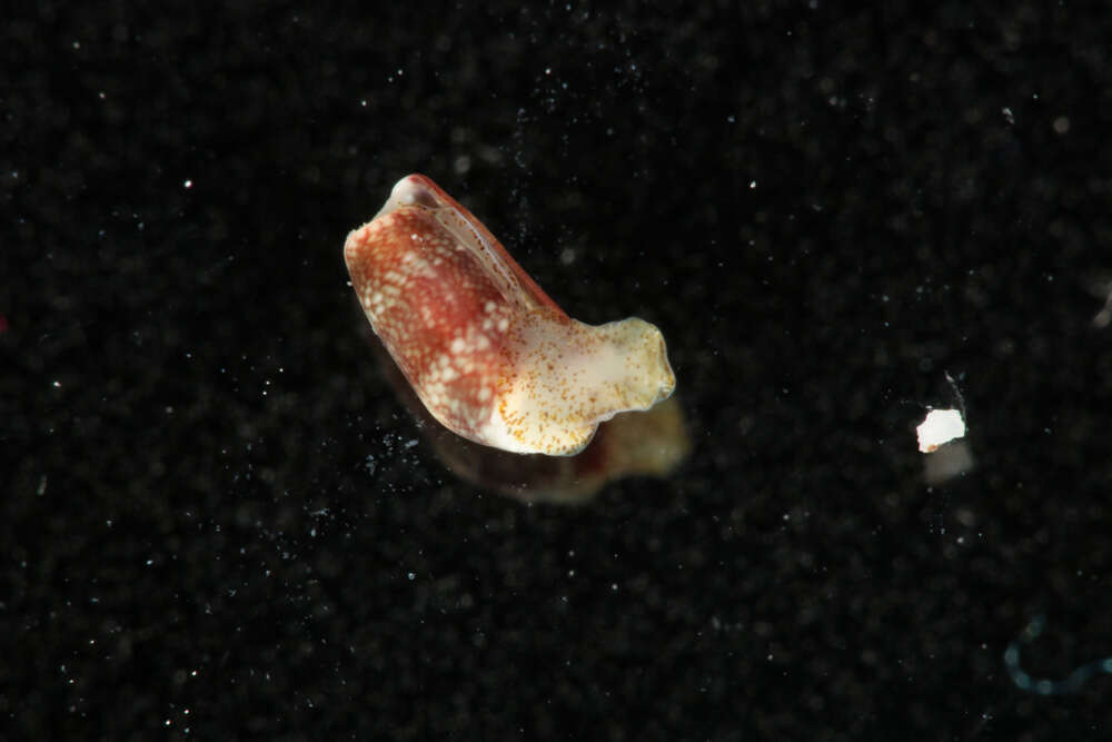 Image of Mnestiidae Oskars, Bouchet & Malaquias 2015