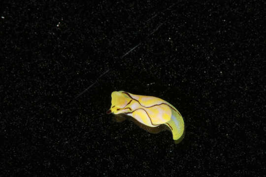 Image of Gastropteridae