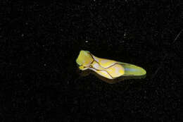 Image of Gastropteridae Swainson 1840