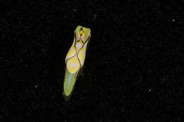 Plancia ëd Siphopteron nigromarginatum Gosliner 1989