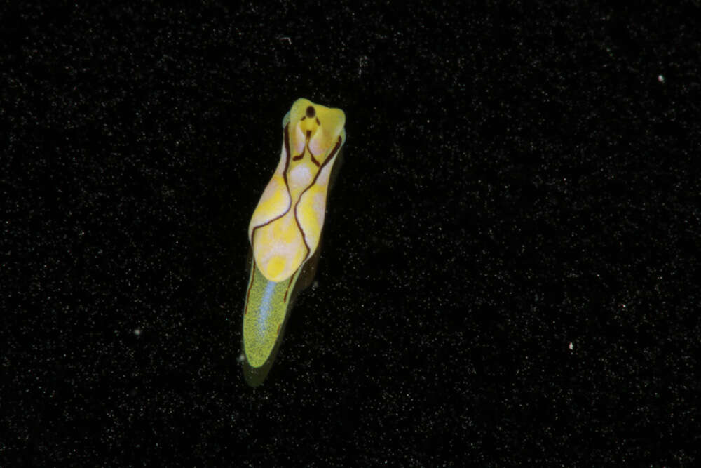 Plancia ëd Siphopteron nigromarginatum Gosliner 1989