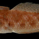 Image of <i>Bathygobius soparator</i>