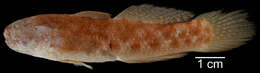 Image of <i>Bathygobius soparator</i>