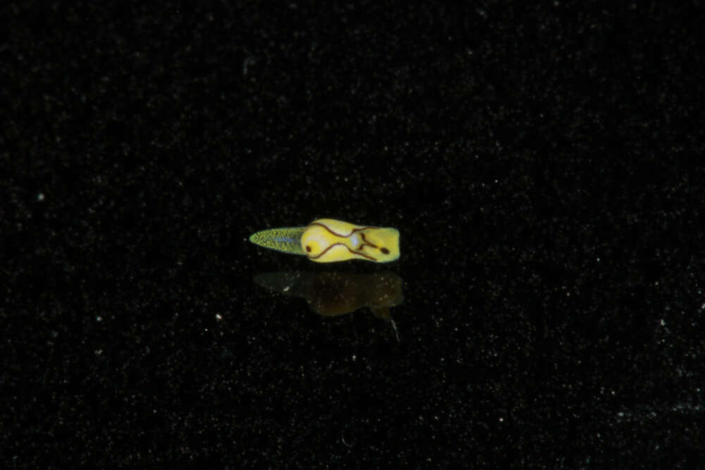 Plancia ëd Siphopteron nigromarginatum Gosliner 1989