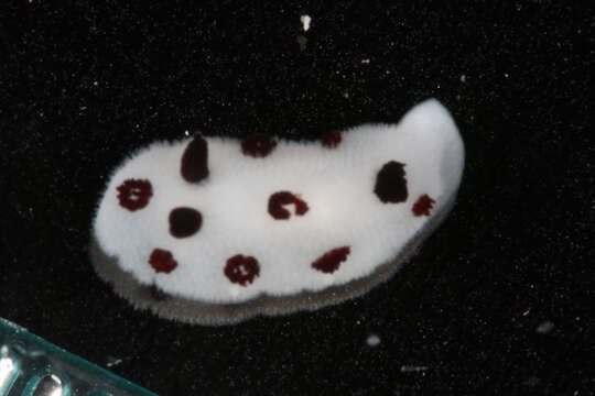 Image of Snoopy black spot white slug