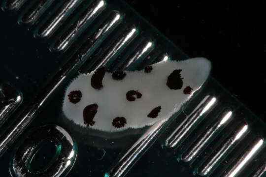 Image of Snoopy black spot white slug