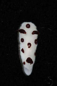Image of Snoopy black spot white slug