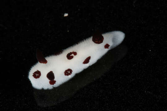 Image of Snoopy black spot white slug