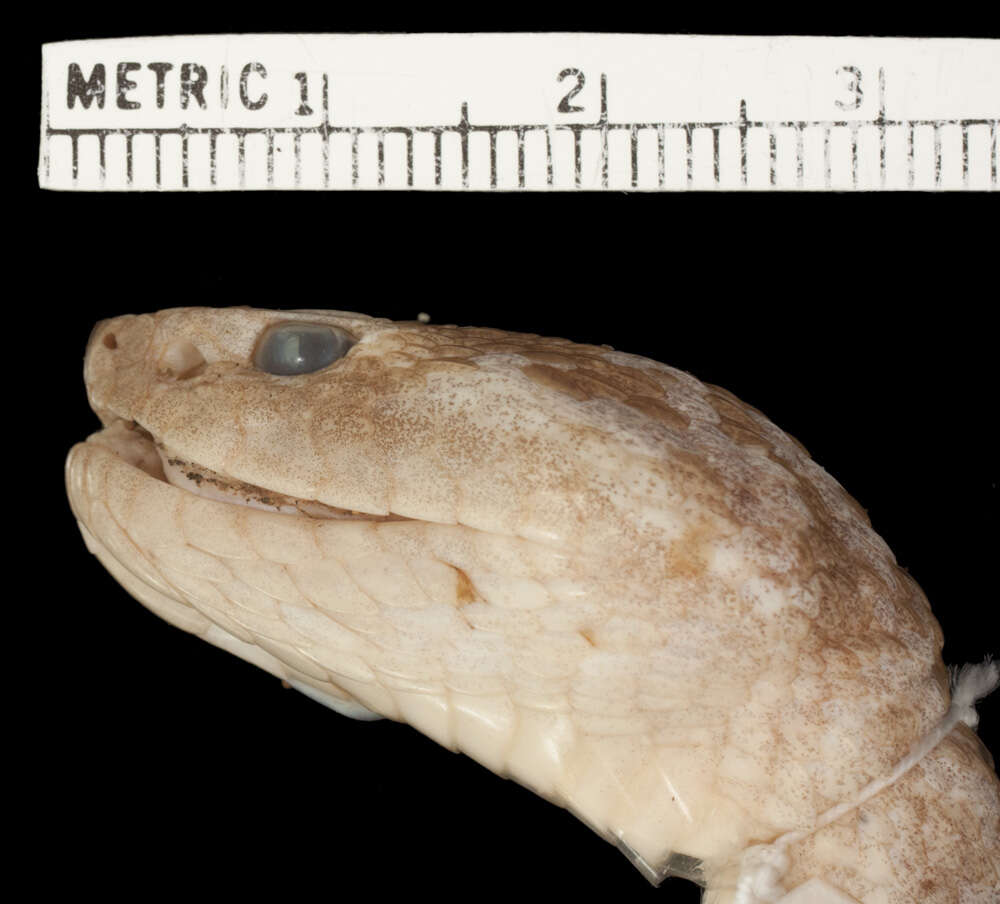 Image of Lansberg's hog nose viper