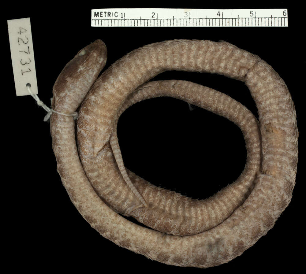 Image of Lansberg's hog nose viper