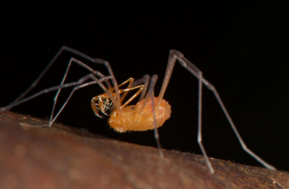 Image of Auranus hoeferscovitorum