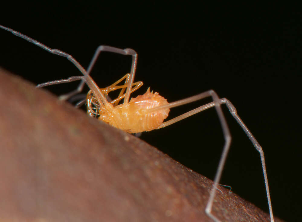 Image of Auranus hoeferscovitorum