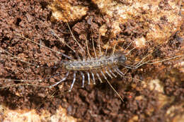 Image of centipedes
