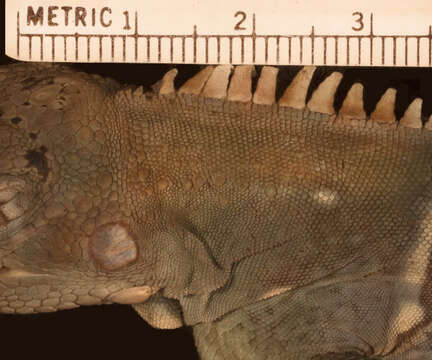 Image of <i>Iguana iguana insularis</i> Breuil, Vuillaume, Schikorski, Krauss, Morton, Haynes, Daltry, Corry, Gaymes, Gaymes, Bech, Jelić & Grandjean 2019