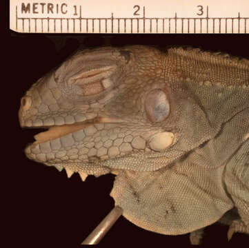 Image of <i>Iguana iguana insularis</i> Breuil, Vuillaume, Schikorski, Krauss, Morton, Haynes, Daltry, Corry, Gaymes, Gaymes, Bech, Jelić & Grandjean 2019