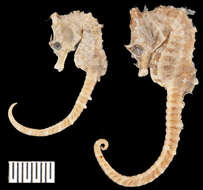 Image of Knobby Seahorse