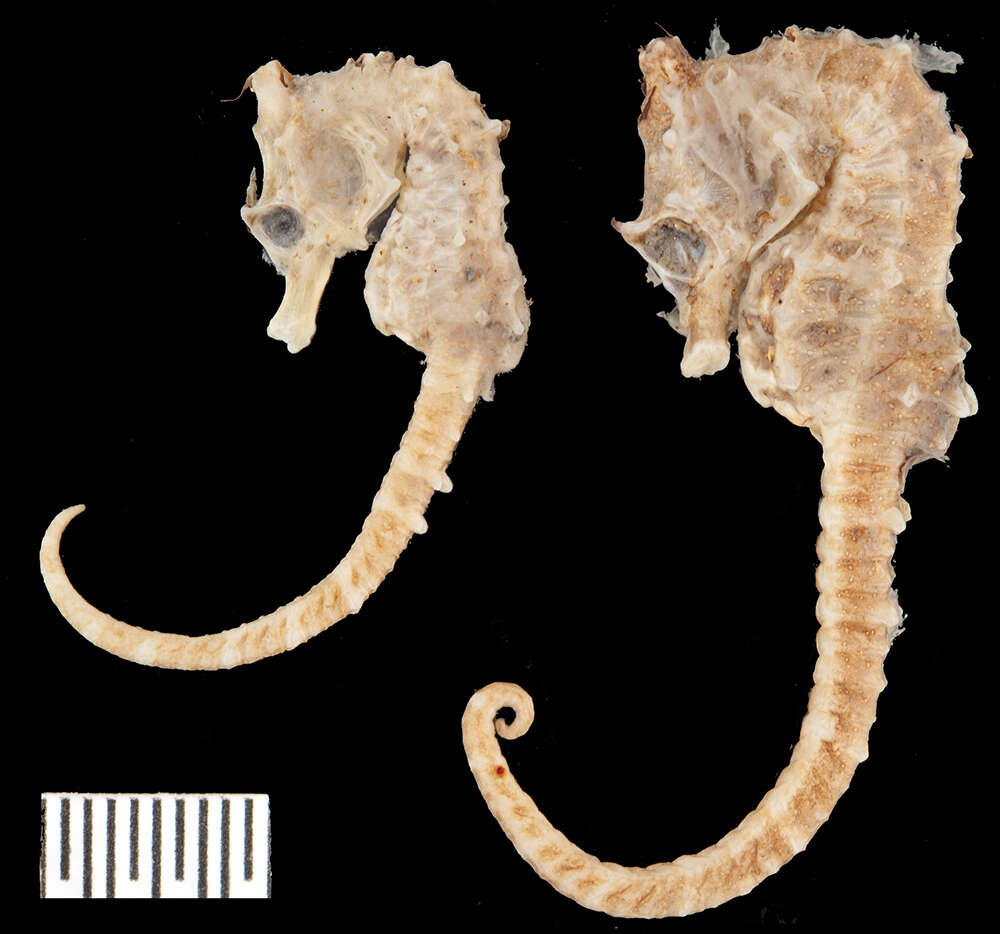 Слика од Hippocampus breviceps Peters 1869