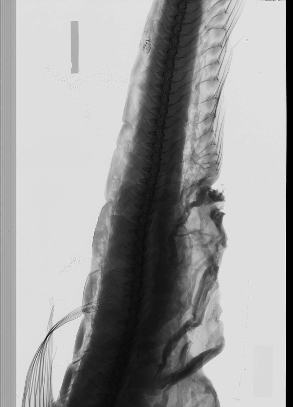 Image of Ijimaia antillarum Howell Rivero 1935