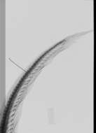 Image of Ijimaia antillarum Howell Rivero 1935