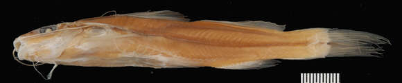 Image of Catfish