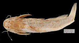Image of Trachelyopterus coriaceus Valenciennes 1840