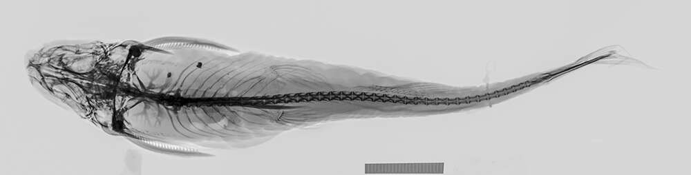 Image of Pimelodella pectinifer Eigenmann & Eigenmann 1888