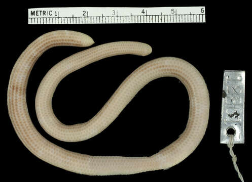 Image of Guyana blind snake