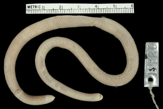 Image of Guyana blind snake