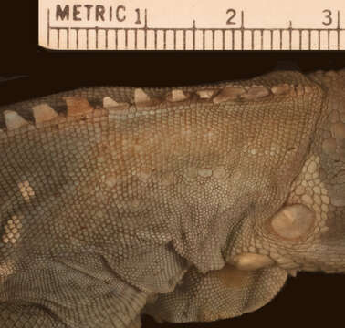 Image of <i>Iguana iguana insularis</i> Breuil, Vuillaume, Schikorski, Krauss, Morton, Haynes, Daltry, Corry, Gaymes, Gaymes, Bech, Jelić & Grandjean 2019