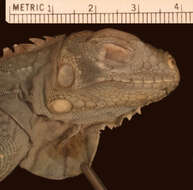 Image of <i>Iguana iguana insularis</i> Breuil, Vuillaume, Schikorski, Krauss, Morton, Haynes, Daltry, Corry, Gaymes, Gaymes, Bech, Jelić & Grandjean 2019