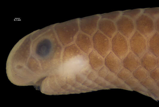 Image of Guyana blind snake