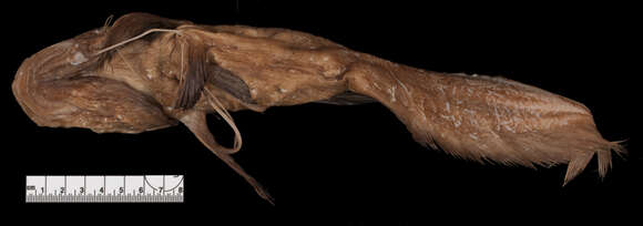 Image of Guentherus