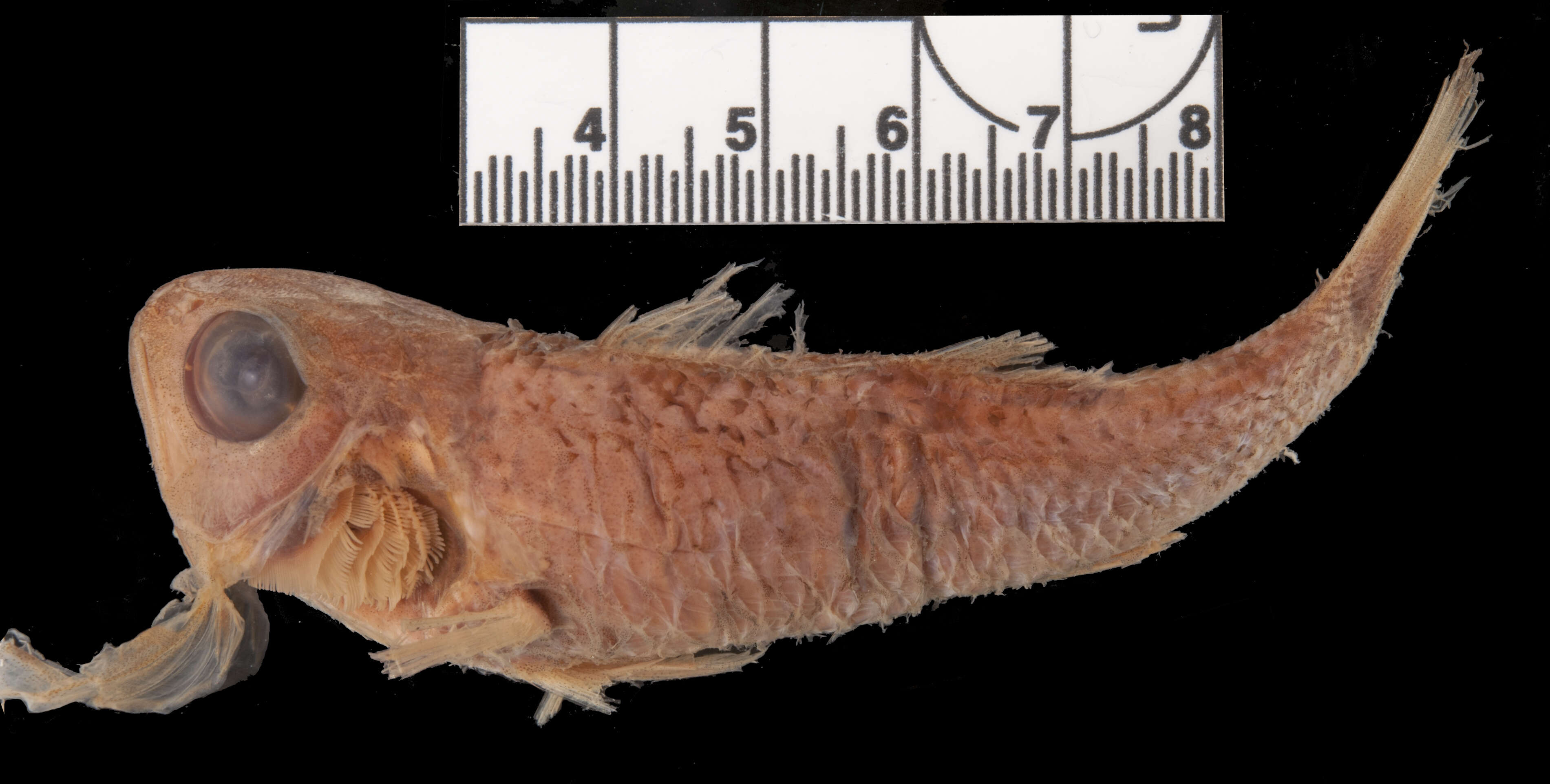 Image of Synagrops