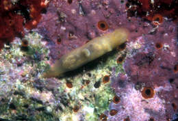 Image of pale spot fat brown slug