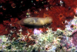 Image of pale spot fat brown slug