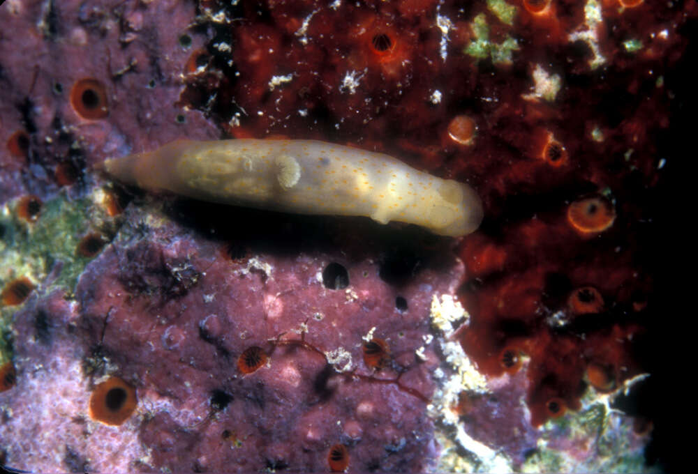 Image of pale spot fat brown slug