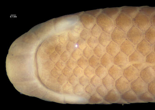 Image of Guyana blind snake