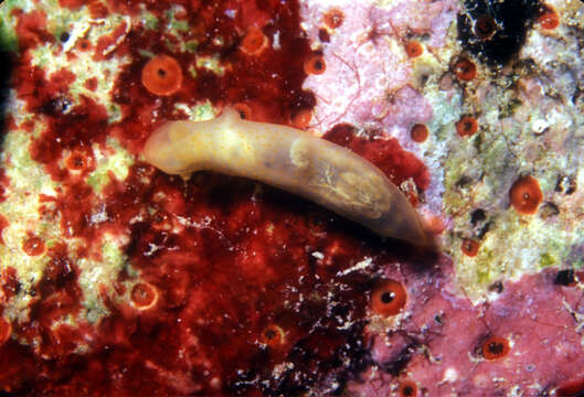 Image of pale spot fat brown slug